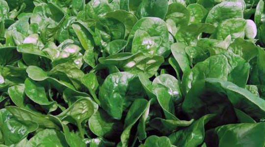 espinaca_1